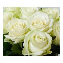 → Notre superbe Rose | API Flore