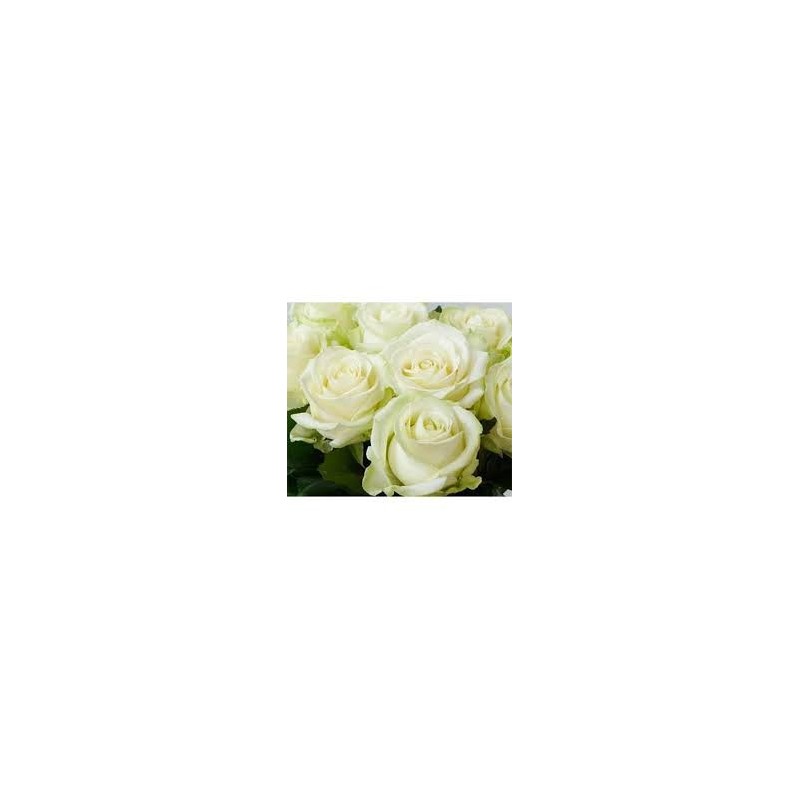 → Notre superbe Rose | API Flore